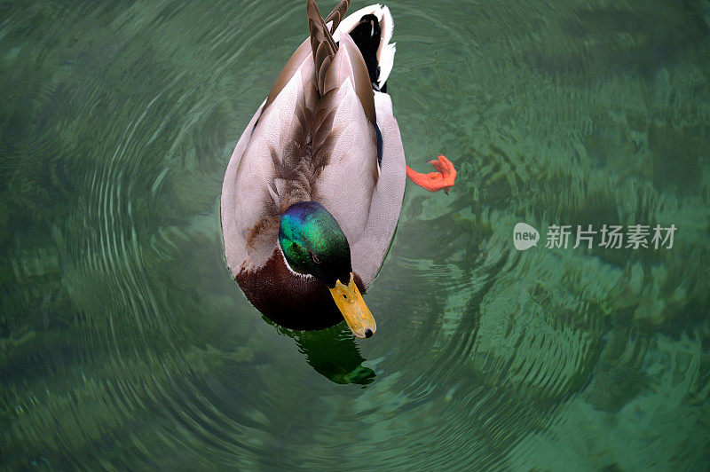 日内瓦湖上的普通野鸭