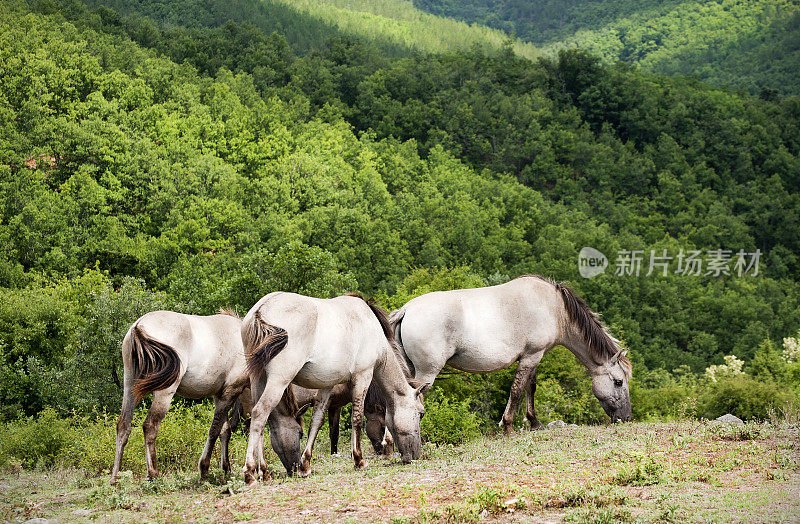 保加利亚Tarpan野马群