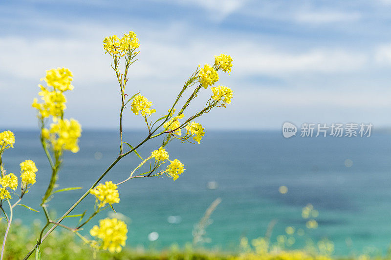 康沃尔圣艾夫斯海岸上的亮黄色野花