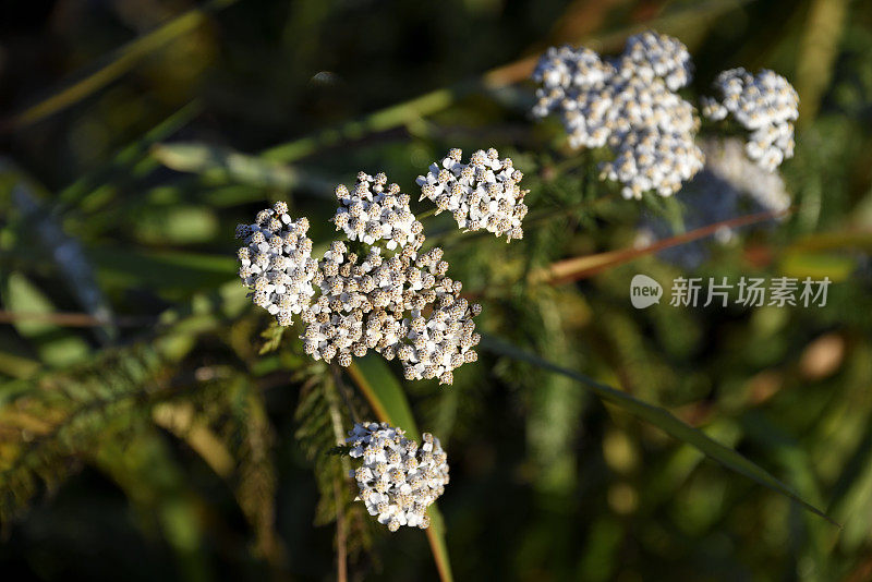 挪威乡村小镇田野上的霜花。