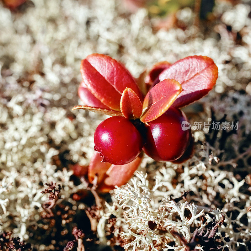 森林中的红越橘地衣、苔藓