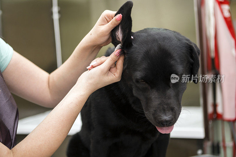 专业美容师为黑色拉布拉多猎犬清洗耳朵