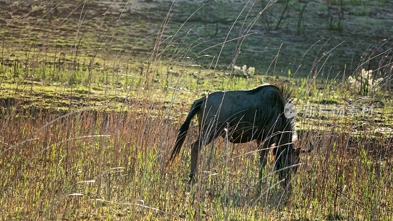 在津巴布韦吃草的蓝角马