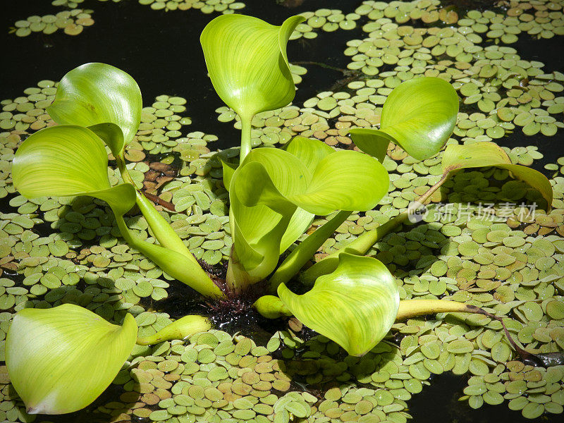 水葫芦，凤眼莲