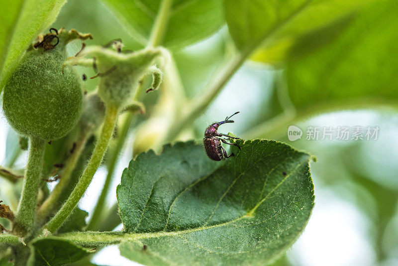 苹果花象鼻虫