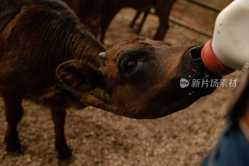 这是一头小牛喝瓶子里的水的特写