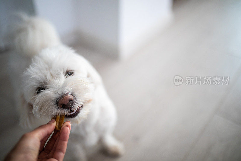 喂食奖励时间