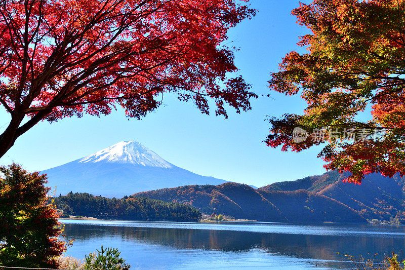 日本富士五湖地区的富士山和秋叶