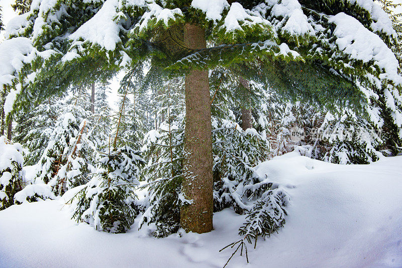 冷杉和松树上覆盖着厚厚的积雪