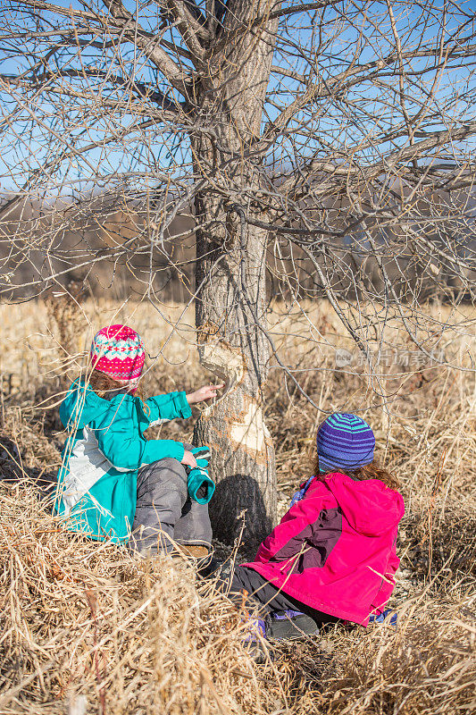 两个小女孩在看被海狸咬的树