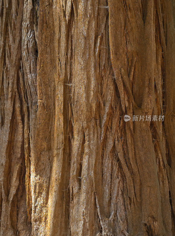 红杉树背景。巨型红杉，巨型红杉