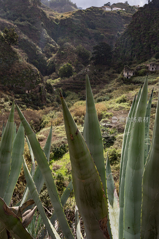 大加那利岛的龙舌兰植物