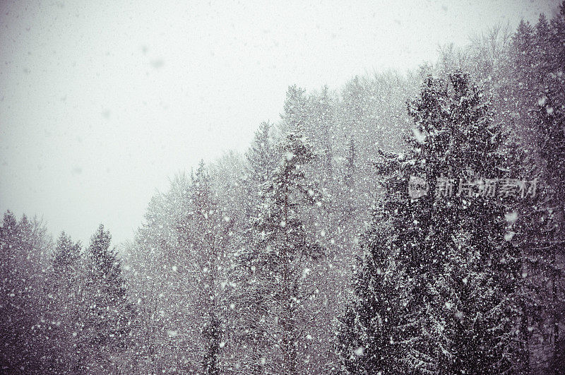 冬天下雪:森林