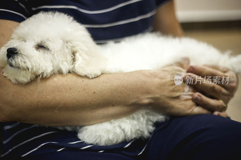 比熊犬睡在主人腿上