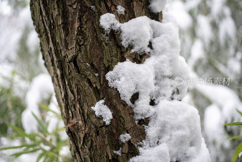 积雪覆盖的树干