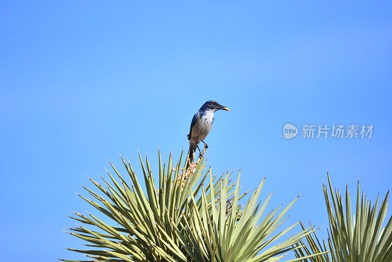 西方灌丛鸦