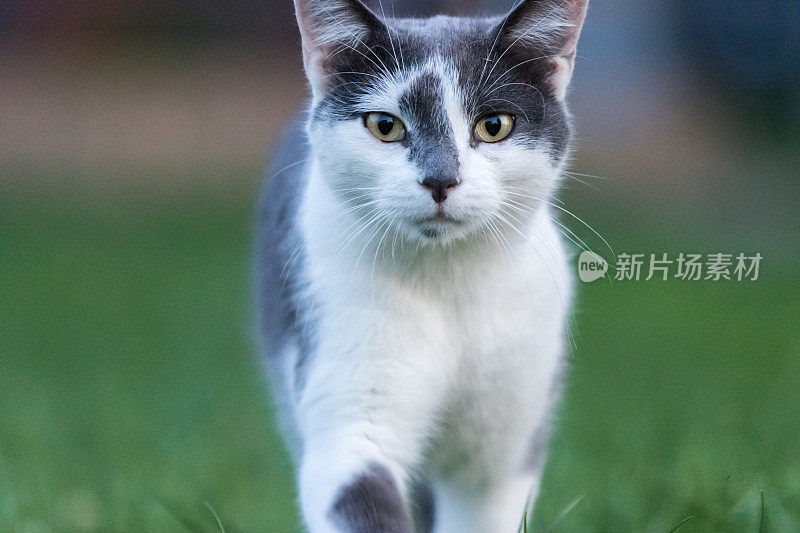 可爱的美丽的猫跑快速通过绿色明亮的草地与新鲜的草在一个阳光明媚的春天的一天