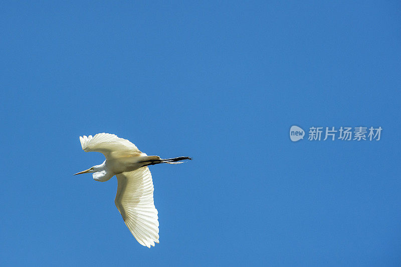 大白鹭在飞行中的埃尔霍恩沼泽靠近筑巢区