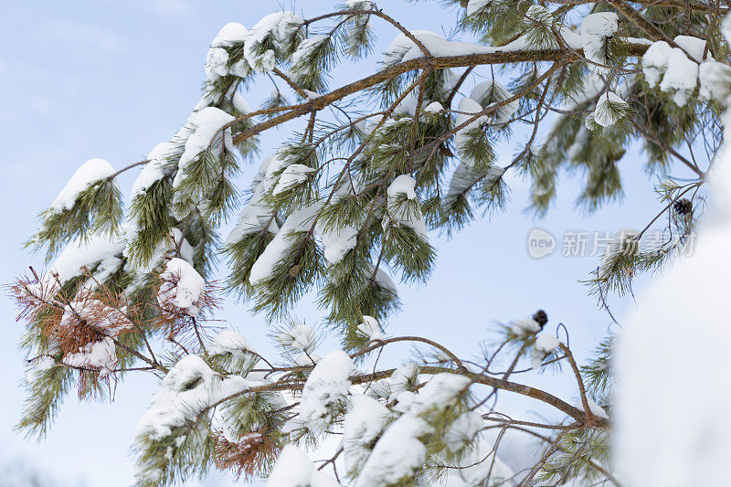 松树枝上的新雪