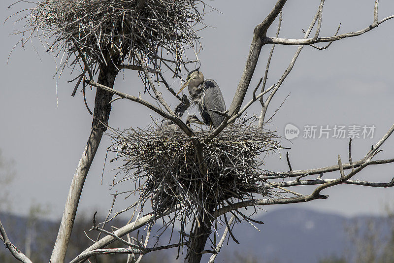 大蓝鹭和雏鸟栖息在巢中