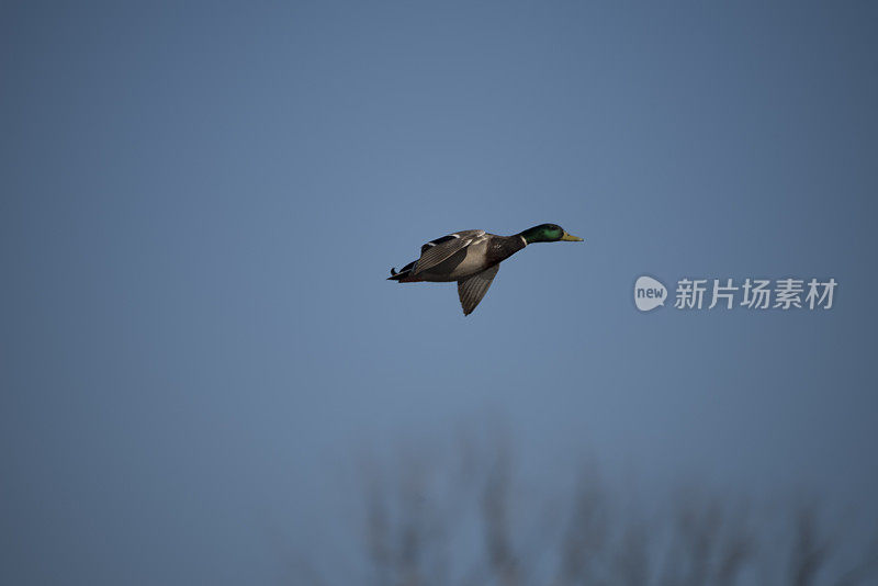 飞行德雷克