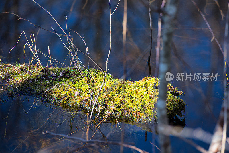 水生植物