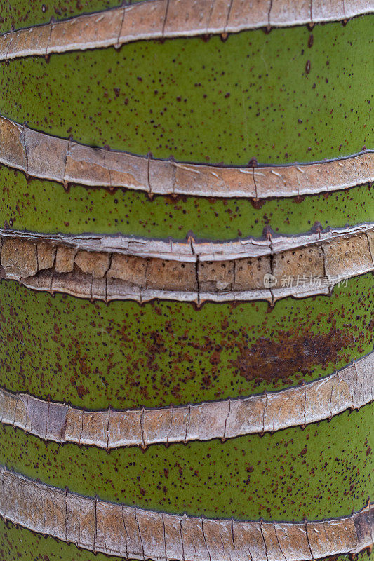 垂直的年轮表示生长在绿色的棕榈树树干上