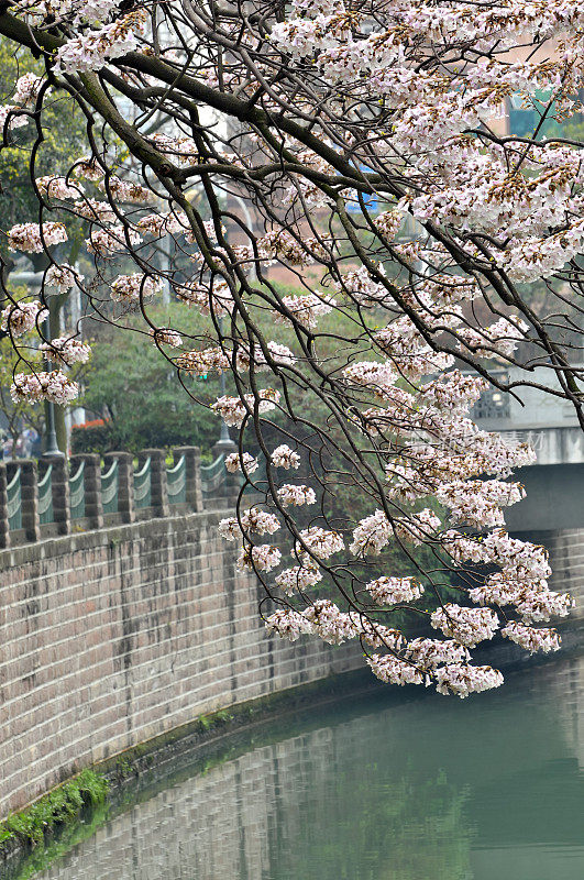 粉红色的小花盛开在中国城市的河岸上