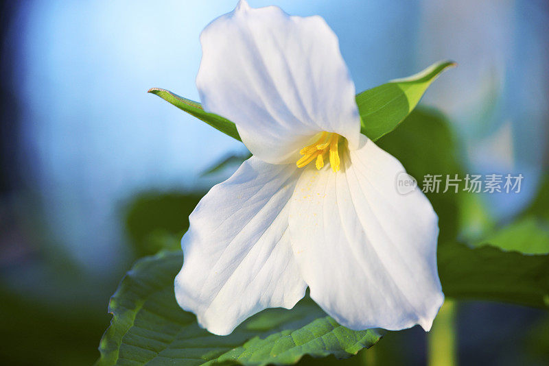 白色Trillium特写