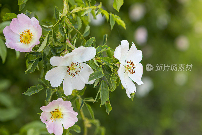 野玫瑰花朵