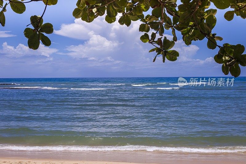 巴西东北部巴伊亚的热带树叶海滩-塞古罗港，阿尤达