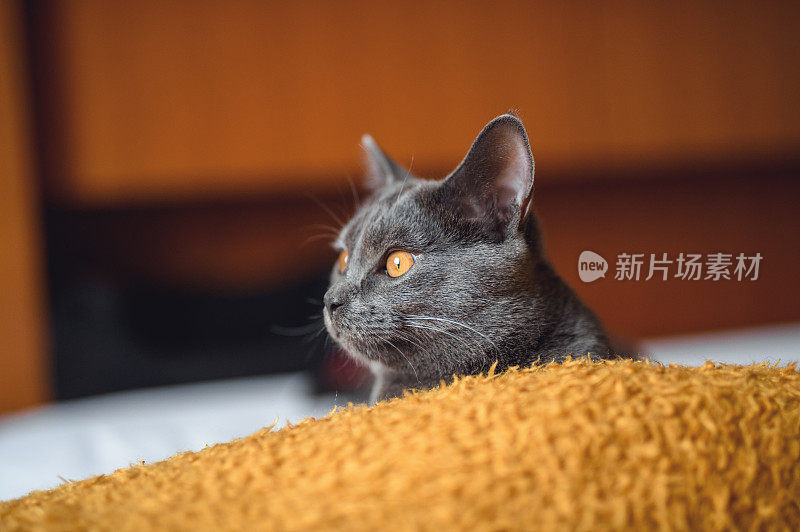 小查特鲁猫的轮廓