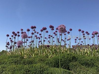 灯泡的花