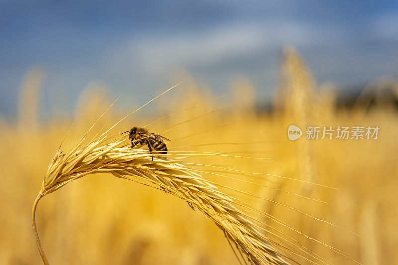 用蜜蜂靠近麦穗