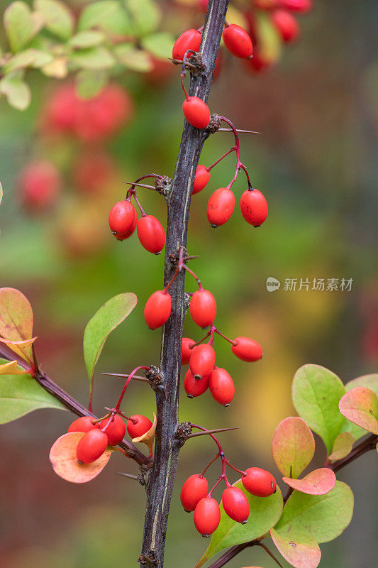 常见的伏牛花