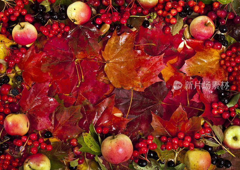 背景的秋天的树叶与苹果和浆果。