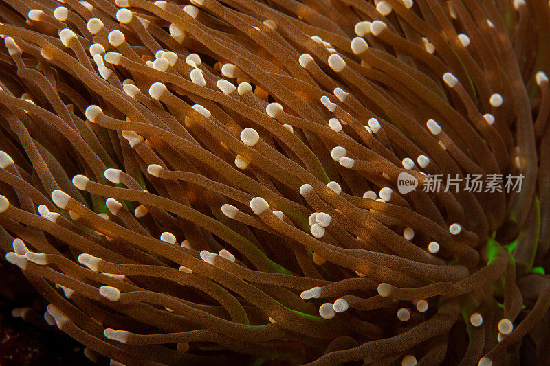 热带水族馆，热带水域海葵大近距离触须