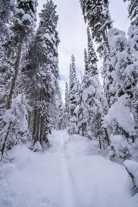 冬天被雪覆盖的松树-加拿大-冬天的仙境