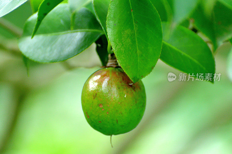 日本茶花的果实