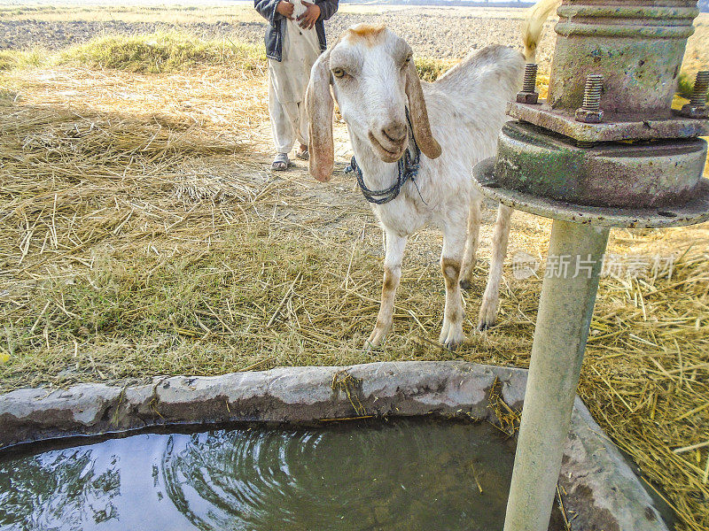 口渴的山羊正在喝储存在一个非常小的水池里的甜水