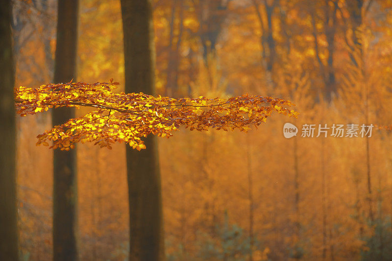 在一个美丽的雾蒙蒙的秋日里，森林里的山毛榉树上的秋色