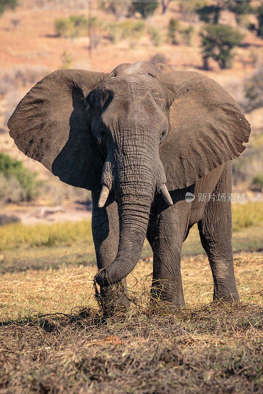 大象。丘比河，博茨瓦纳，非洲