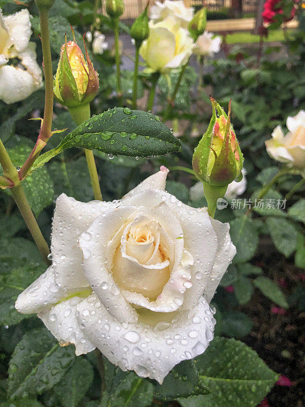 雨滴落在白玫瑰上