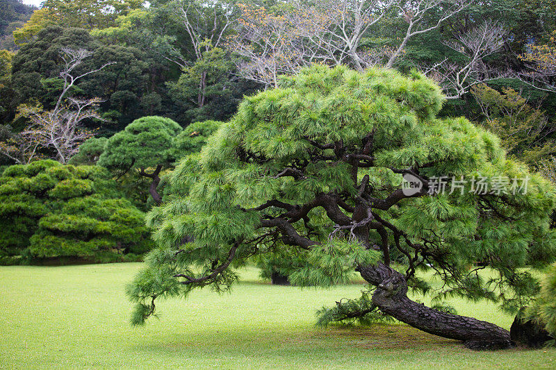 原始的花园日本树