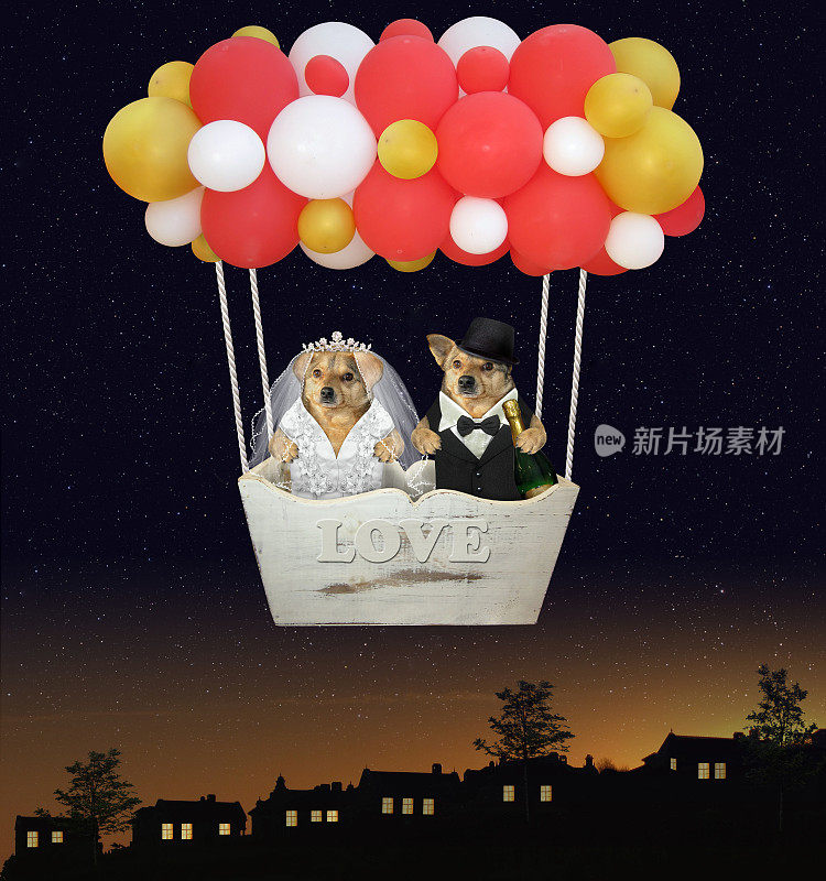狗在气球里新婚