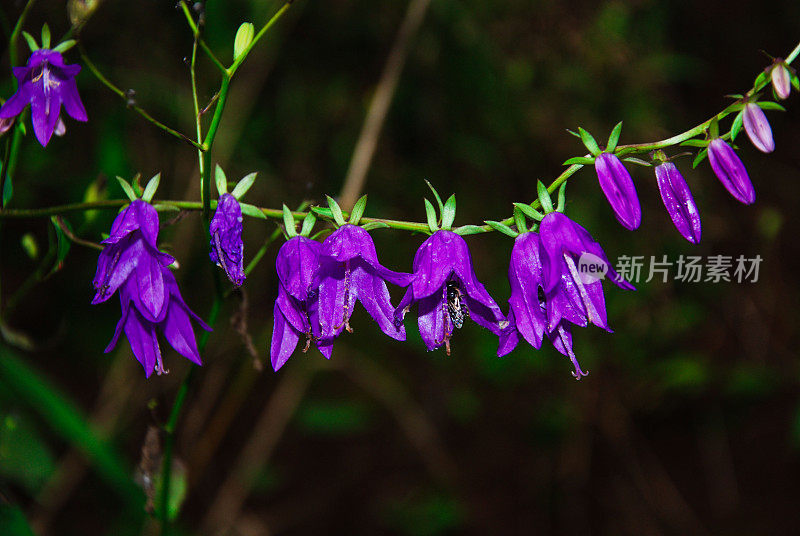 花坛，正式花园，观赏园，公共公园，夏季