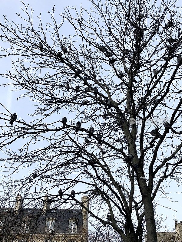 树上的鸽子，在巴黎