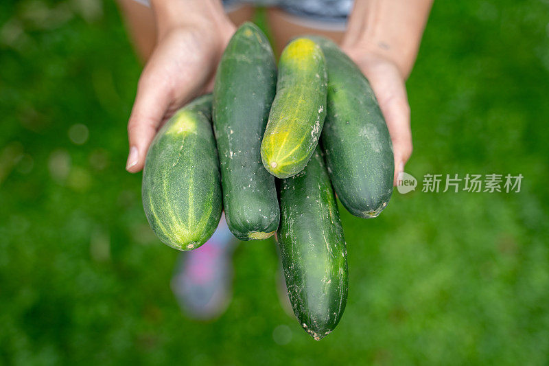 自家种植的有机黄瓜在女人手里——从上面