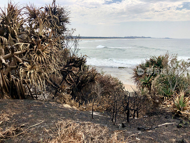 森林大火后的沿海露兜棕榈树