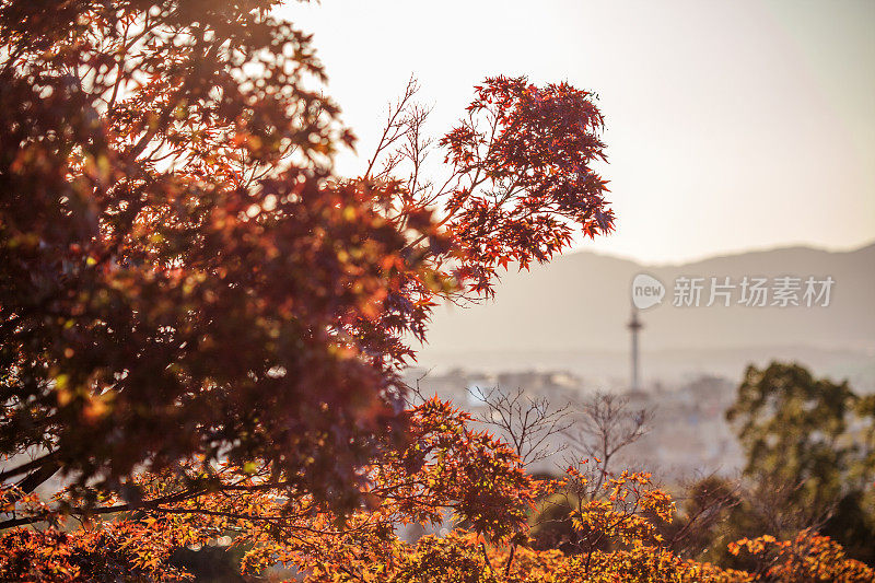 秋天京都塔的美丽景色